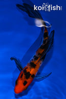 4.75" SANKE BUTTERFLY