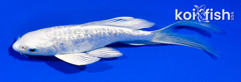 4.5" GINRIN ARAGOKE PLATINUM OGON BUTTERFLY