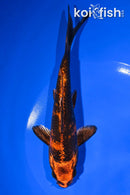 6.75" KIN HI UTSURI