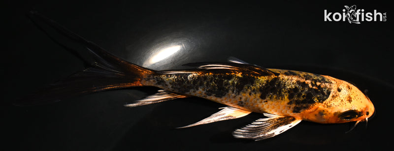 5" YAMATO NISHIKI BUTTERFLY