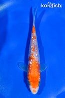 5" GINRIN KOHAKU