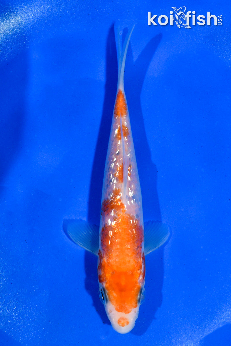 5" GINRIN KOHAKU