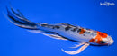 8" YAMATO NISHIKI BUTTERFLY
