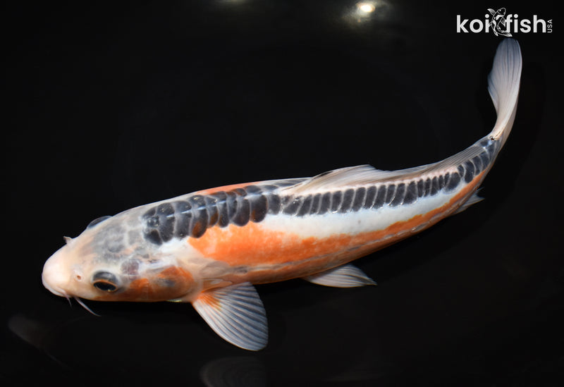 11.5" SHUSUI