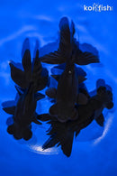PACK OF (3) 4.25-4.5" TELESCOPE FANTAIL GOLDFISH