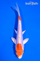 5" KIKUSUI