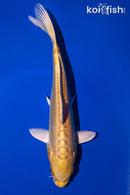 7.75" DOITSU YAMABUKI OGON