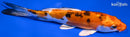6.5" HEISEI NISHIKI