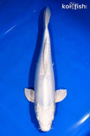 14.5" DOITSU PLATINUM OGON