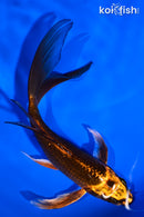 5.5" ORENJI MATSUBA BUTTERFLY