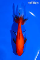 4.75" WATONAI GOLDFISH
