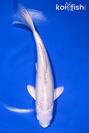 7.5" PLATINUM OGON