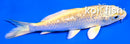 4" GINRIN YAMABUKI OGON