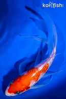 7" GINRIN KOHAKU BUTTERFLY