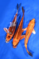 PACK OF (3) 6-7" STANDARD KOI