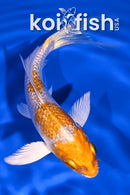4.5" GINRIN HARIWAKE BUTTERFLY
