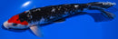 9.5" GINRIN SANKE