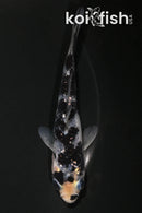 3.75" GINRIN SHIRO UTSURI