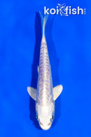 4.5" ARAGOKE PLATINUM OGON