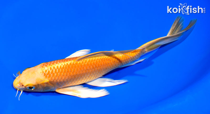 8" ORENJI OGON BUTTERFLY