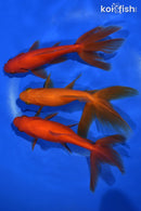 PACK OF (3) 5.5" WATONAI GOLDFISH