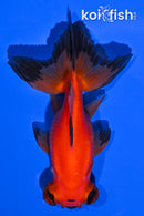4.75" TELESCOPE GOLDFISH
