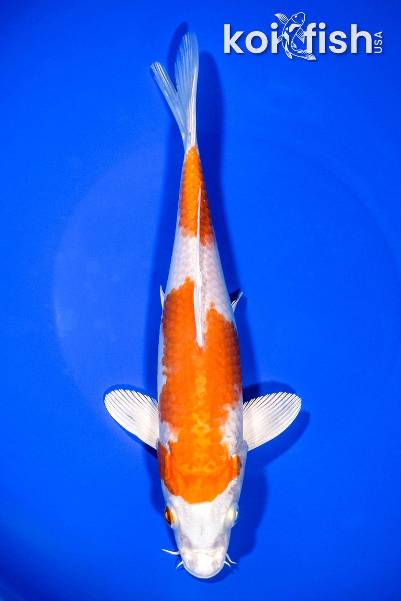 8.75" HARIWAKE