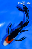 5.5" SANKE BUTTERFLY