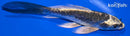 5.25" KIKOKURYU BUTTERFLY