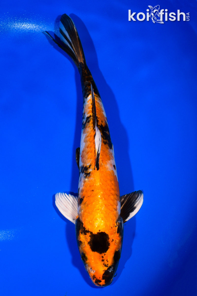 11.75" KIN HI SHOWA