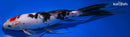 10.25" TANCHO SANKE BUTTERFLY