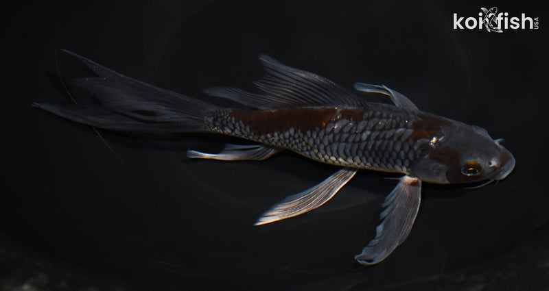 8.25" ARAGOKE OCHIBA SHIGURE BUTTERFLY