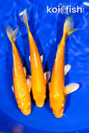 PACK OF (3) 6.25" YAMABUKI OGON