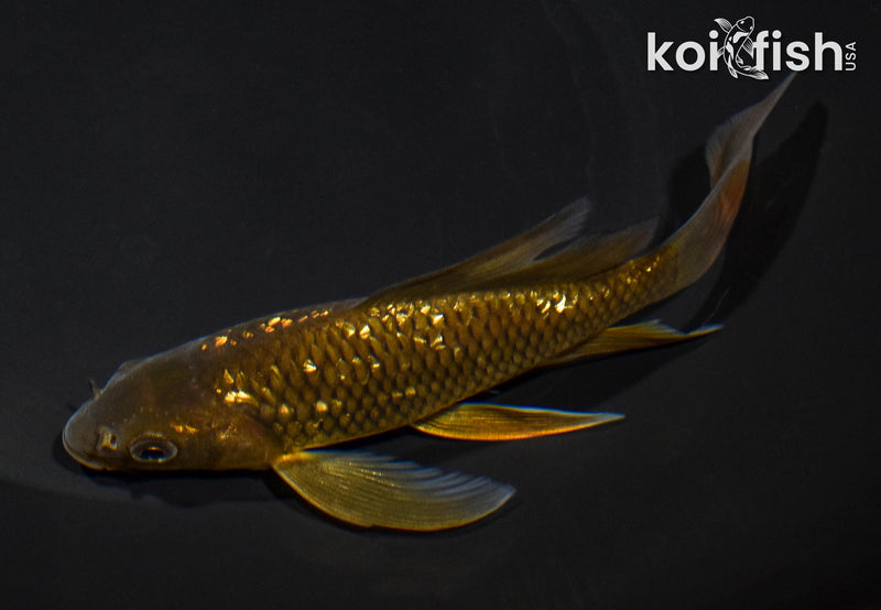 5.75" GINRIN CHAGOI BUTTERFLY