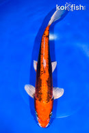 11.5" BENI KIKOKURYU