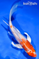 5.5" HARIWAKE BUTTERFLY