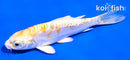 4" DOITSU HARIWAKE