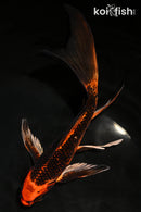 9.25" KIN ORENJI MATSUBA BUTTERFLY