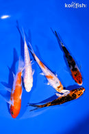 PACK OF (5) 3-4" STANDARD KOI