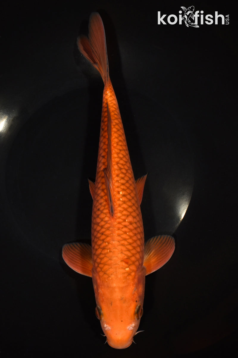 11.25" CHAGOI