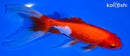 6.75" SARASA WATONAI GOLDFISH
