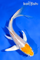 6" HARIWAKE BUTTERFLY