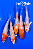 PACK OF (5) 4" STANDARD KOI