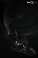 5.5" GINRIN OCHIBA SHIGURE BUTTERFLY