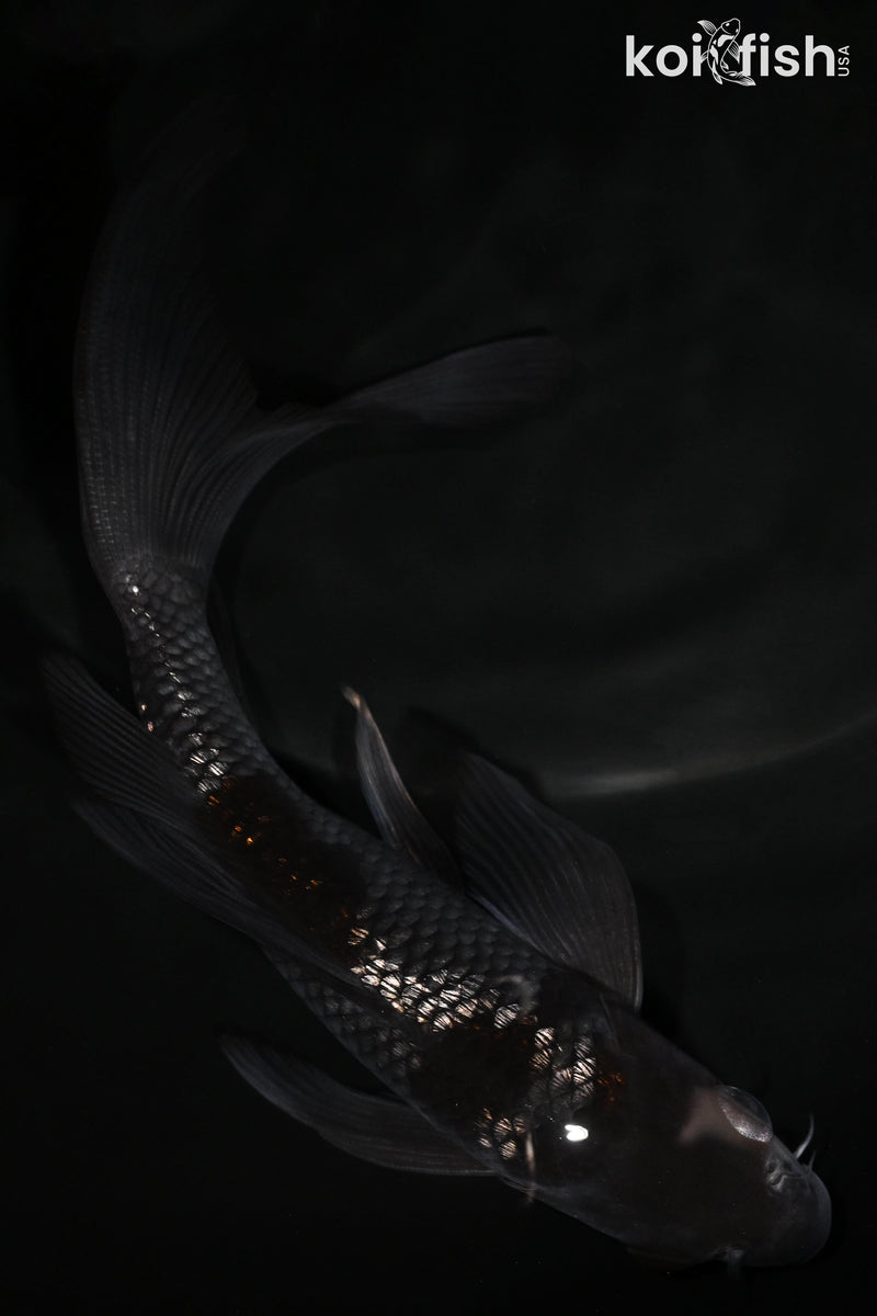 5.5" GINRIN OCHIBA SHIGURE BUTTERFLY