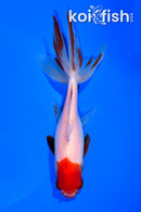 5.5' WATONAI GOLDFISH