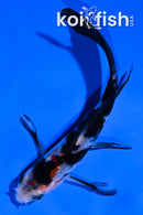 5" SHOWA BUTTERFLY