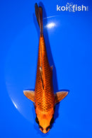 6.5" ORENJI MATSUBA