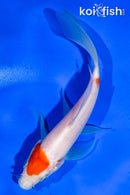 5.5" KOHAKU BUTTERFLY