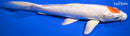 10" TANCHO HARIWAKE